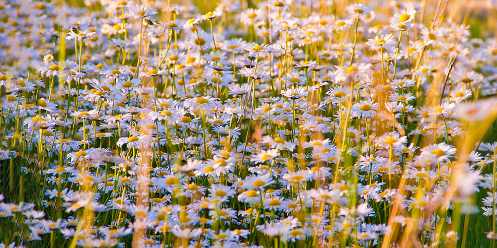 WHAT DOES COSMOS ORGANIC CERTIFICATION REALLY MEAN?
