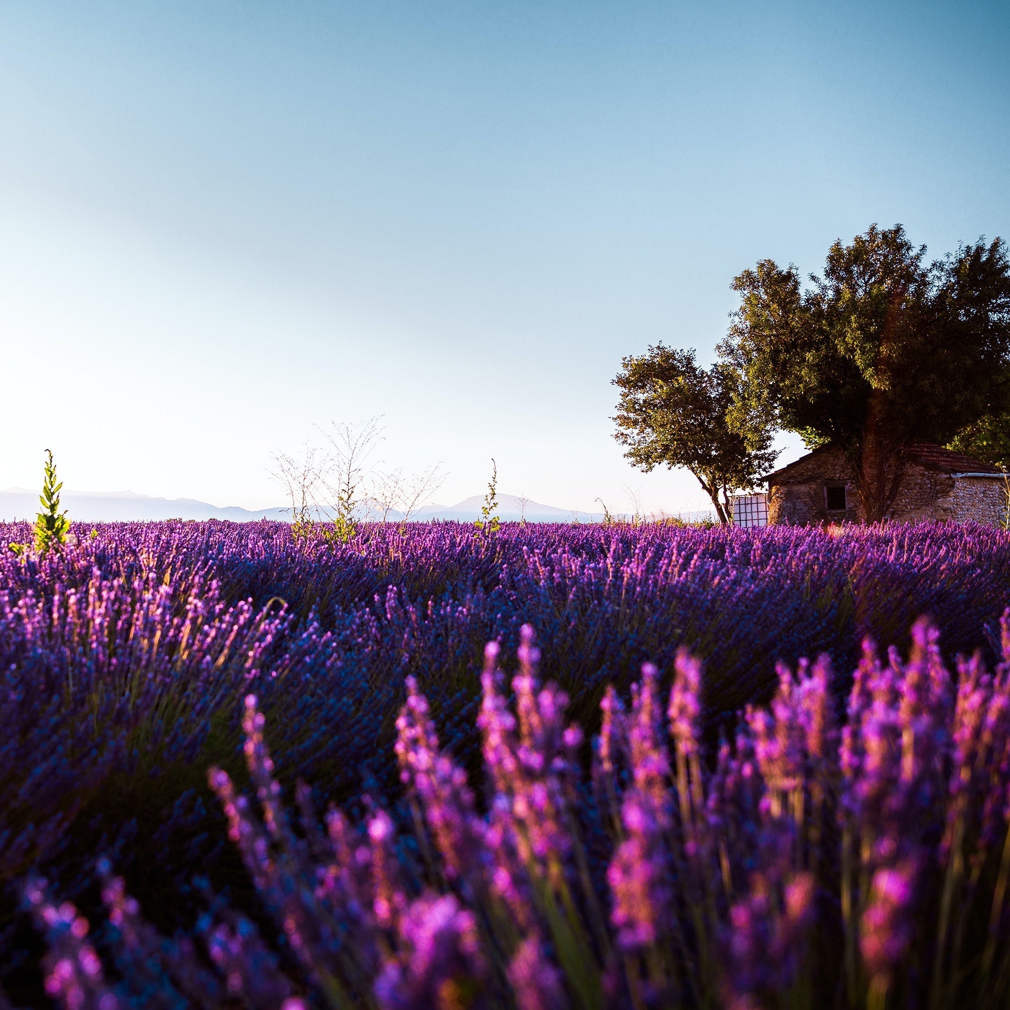 Lavender field – natural perfume from Grasse for skincare products